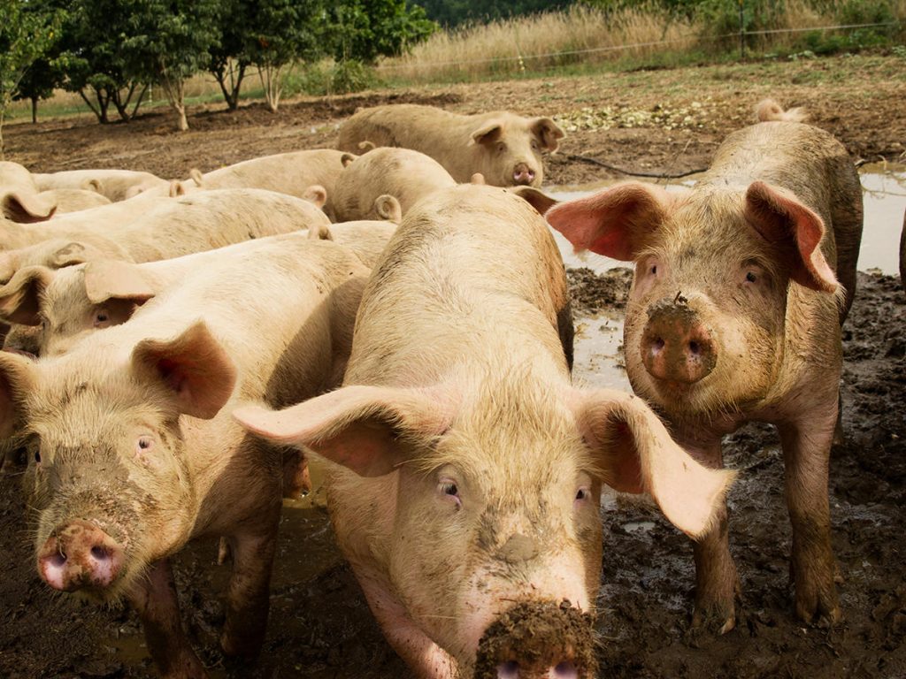 Afrička kuga svinja stigla je u loznički kraj. Eutanazirano 309 rasnih svinja.