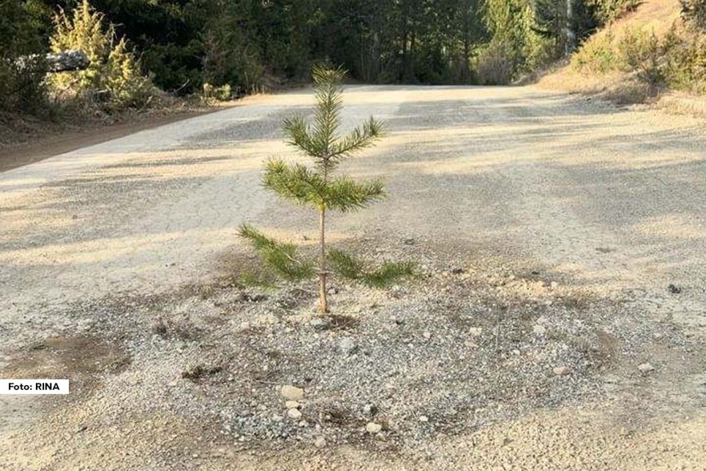 Neobična slika stiže iz sela Zaovine na Tari gde su domišljati meštani krpeći i nasipajući rupe na lokalnom izlokanom putu, nasred kolovoza odlučili da zasade beli bor.