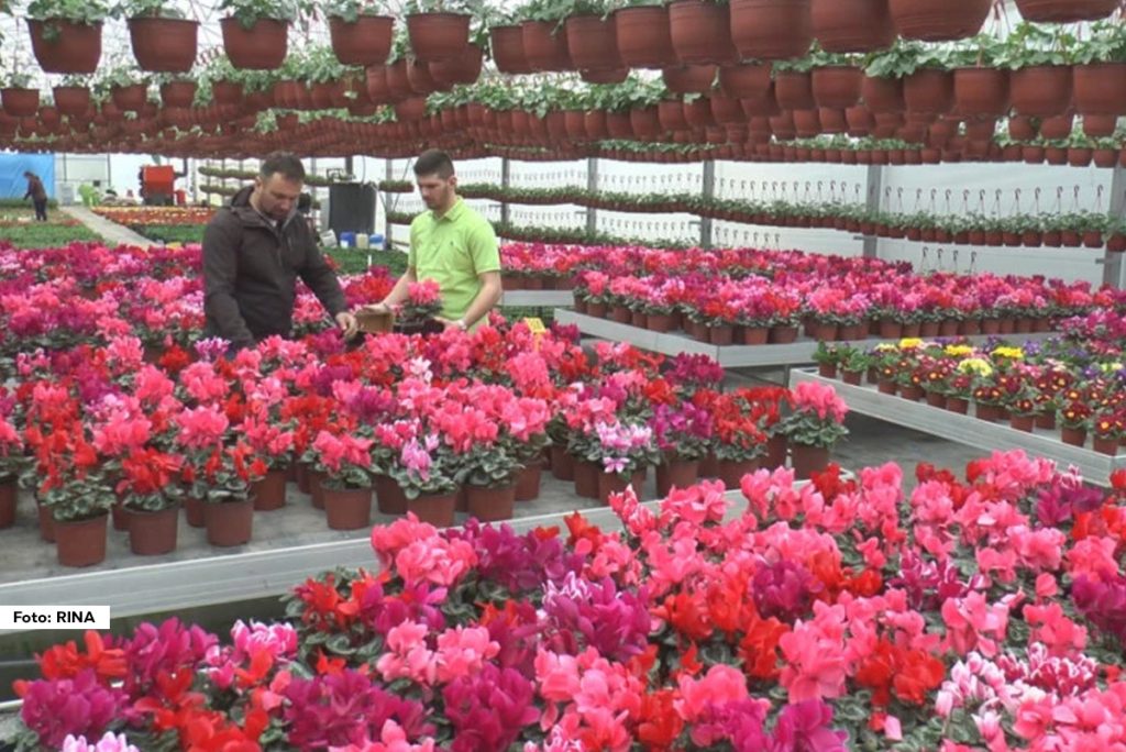 Slobodan Petrović iz Stančića godinama je bio poznati povrtar u čačanskom kraju, ali je odluku da se bavi cvećarstvom doneo onog trenutka kada mu je grad treću godinu zaredom uništio kompletan rod povrća. Danas se više nego uspešno ovim poslom bavi čitava porodica.