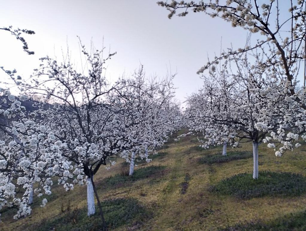 gornje crniljevo 1 2