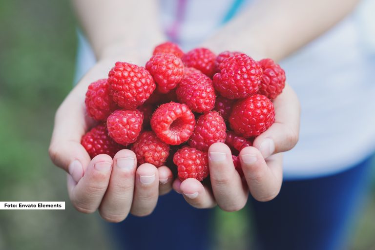 Za razliku od nekih pretodhodnih ova godina će po svemu sudeći biti jako izazovna i teška za malinare u Srbiji. Otkupna cena maline u ovoj godini mora biti bar 350 dinara po kilogramu, manje otkupne cene demorališu proizvođače i smanjuju njihovu motivaciju da ulažu u ovo voće.