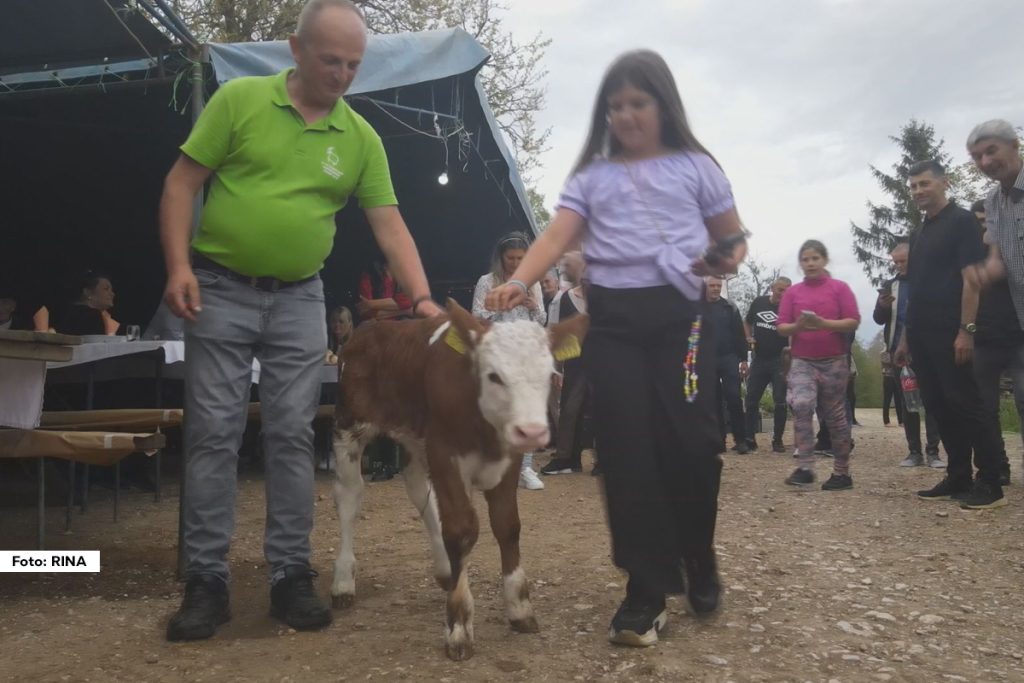 Srbija je poznata po svojim velikim veseljima koja traju i po nekoliko dana. Tada se uživa u društvu, muzici i ukusnoj domaćoj hrani. I dok se razlozi za veselja u srpskom narodu već dobro znaju, jedan domaćin iz ivanjičkog sela podno planine Mučanj iznenadio je sve. Naime, Goran Kurčubić kupio je 16 krava, napunio je svoju štalu do poslednjeg mesta i odlučio je to da proslavi sa svojim komšijama, prijateljima i rodbinom. Napravio je veselje za pamćenje.