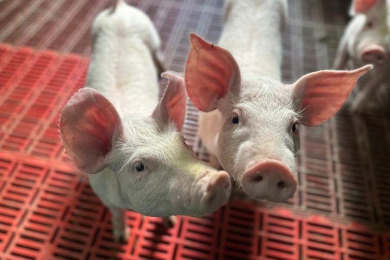 Rešenjem Uprave za veterinu, Ministarstva poljoprivrede, šumarstva i vodoprivrede, selo Gornje Crniljevo, u opštini Osečina, proglašeno je zaraženim područjem od zarazne bolesti Afričke kuge svinja kod domaćih svinja.