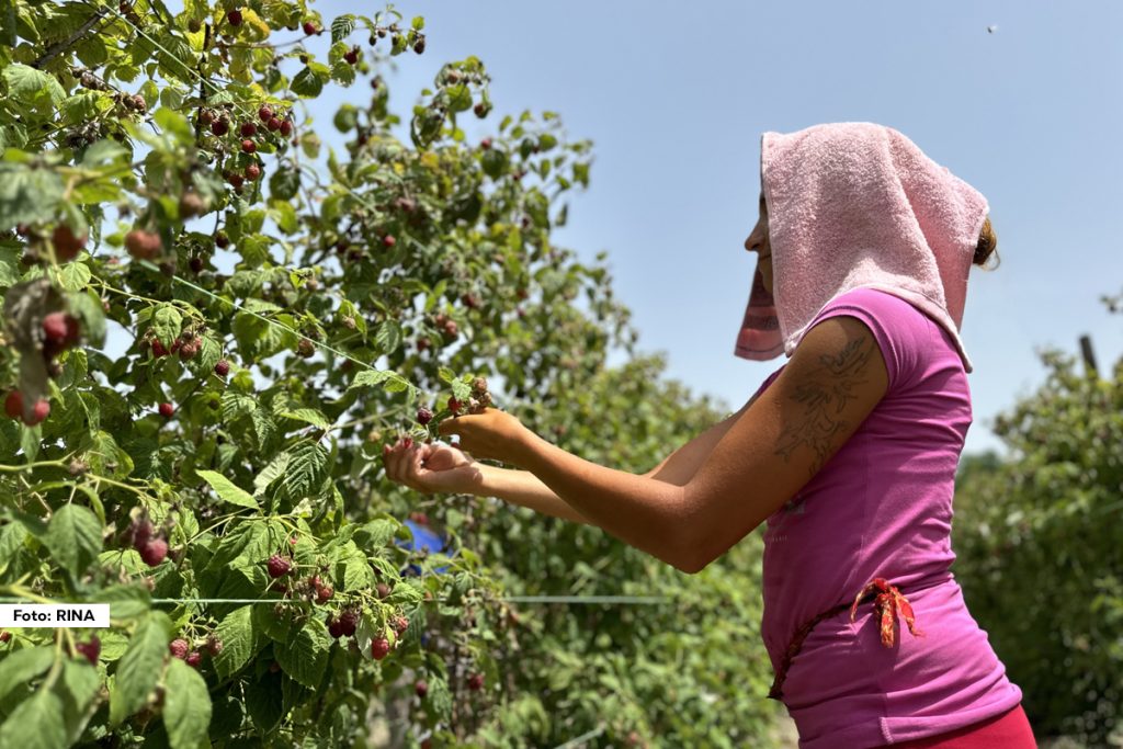 Toplotni talas je stigao na Balkan, temperatura se penje na 40 stepeni i to u hladu. Teško se diše i teško se normalno funkcioniše. Ipak, da od težeg i te kako ima teže pokazuju i vredni berači malina, koji uprkos tome što je zvezda upekla uzeli su kantice u ruke i krenuli u malinjak. Pitali smo ih kako podnose ovu žegu.
