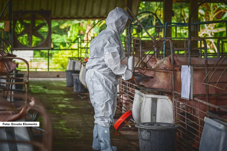 Naseljeno mesto Zarožje u opštini Bajina Bašta je rešenjem Ministarstva poljoprivrede šumarstva i vodoprivrede-Uprave za veterinu proglašeno zaraženim područjem od zarazne bolesti afričke kuge svinja, a naseljena mesta Gvozdac, Okletac, Ovčinja, Rogačica i Lještansko proglašena su ugroženim od ove zarazne bolesti.