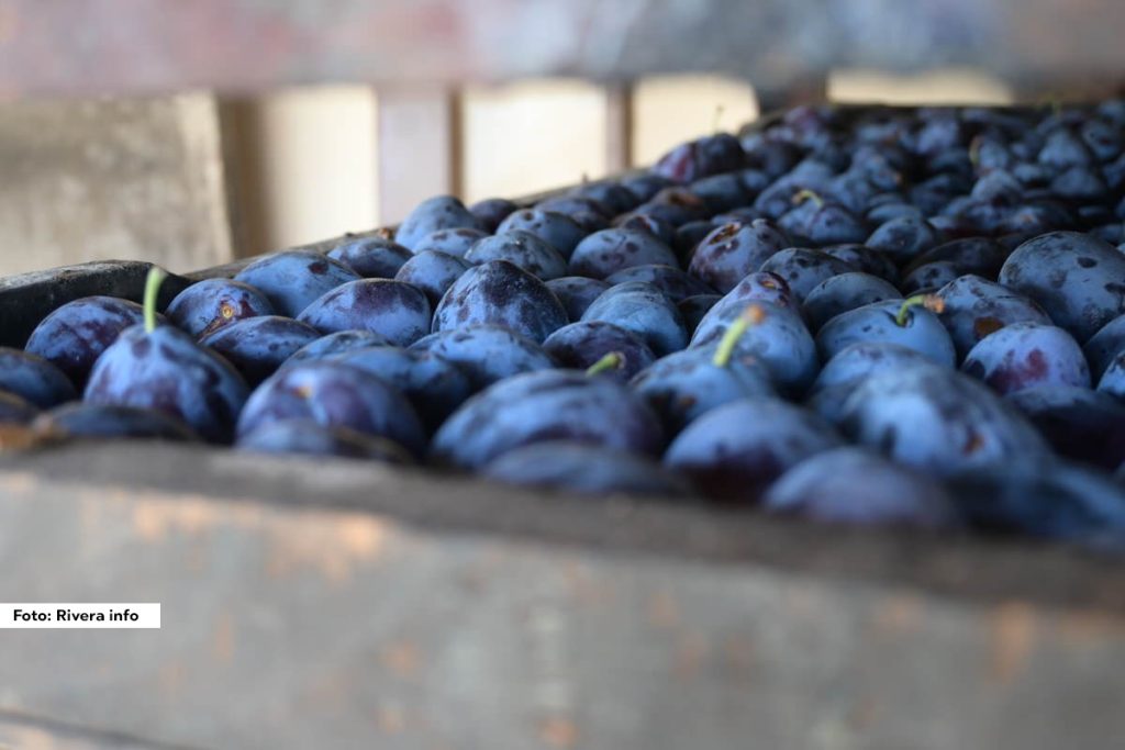 Domaćinstvo Milorada Markovića iz Bratačića jedno je od učesnika na Sajmu šljiva u Osečini od njegovog osnivanja. Verni su Sajmu ali i svojoj šljivi čak i kada je cena loša kao ovogodišnja.