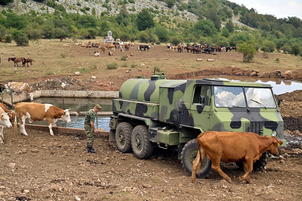 napajanje stoke na Suvoj planini 02
