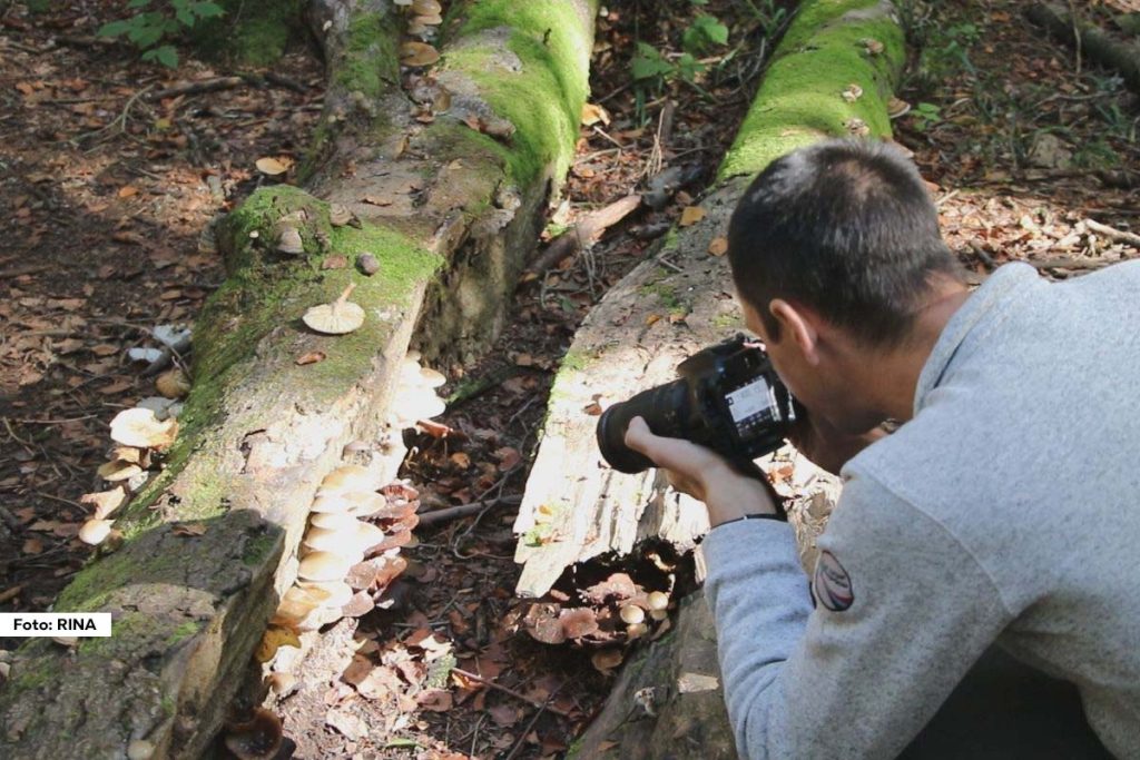 Tara, jedna od najlepših srpskih planina, dom je 17 specifičnih prirodnih rezervata koji se prostiru na 3323 hektara. Među njima se izdvaja Crveni potok, jedan od najstarijih rezervata, koji uživa prvi stepen zaštite. Ovaj lokalitet je ključan za istraživače, a u njegovom srcu nalazi se Tepih livada, jedno od retkih preostalih tresetišta u Srbiji.
