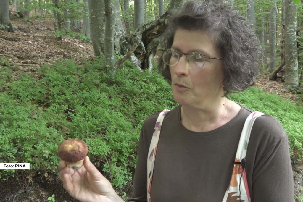 Sezona branja gljiva u punom je jeku, a beračima pogoduju lepi vremenski ulsovi i Miholjsko leto. Ipak u berbu gljiva morate krenuti sa velikim predznanjem, jer konzumiranje neproverenih vrsta može izazvati velike zdrasvtvene probleme. 