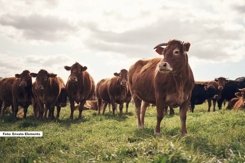 Iako zvuči neverovatno, istraživanje Inovacionog centra za mlečne proizvode SAD-a pokazalo je da 7% odraslih Amerikanaca veruje da čokoladno mleko dolazi direktno od braon krava. Kada se taj procenat prevede u brojke, dolazimo do čak 17,3 miliona ljudi koji imaju ovu zabludu. Istraživanje je sprovedeno putem onlajn ankete na uzorku od 1.000 odraslih osoba tokom pet dana u maju.