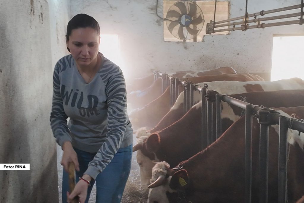 U srcu zapadne Srbije, u selu Gvozdac pored Bajne Bašte, živi i radi Jelica Pavlović. Na prvi pogled, njen život možda izgleda kao rutina – ustajanje pre zore, muža krava, sređivanje imanja, briga o deci i domaćinstvu. Ali iza te svakodnevice krije se snaga, odlučnost i ljubav prema zemlji i porodici, osobine koje je čine istinskom heroinom sela.