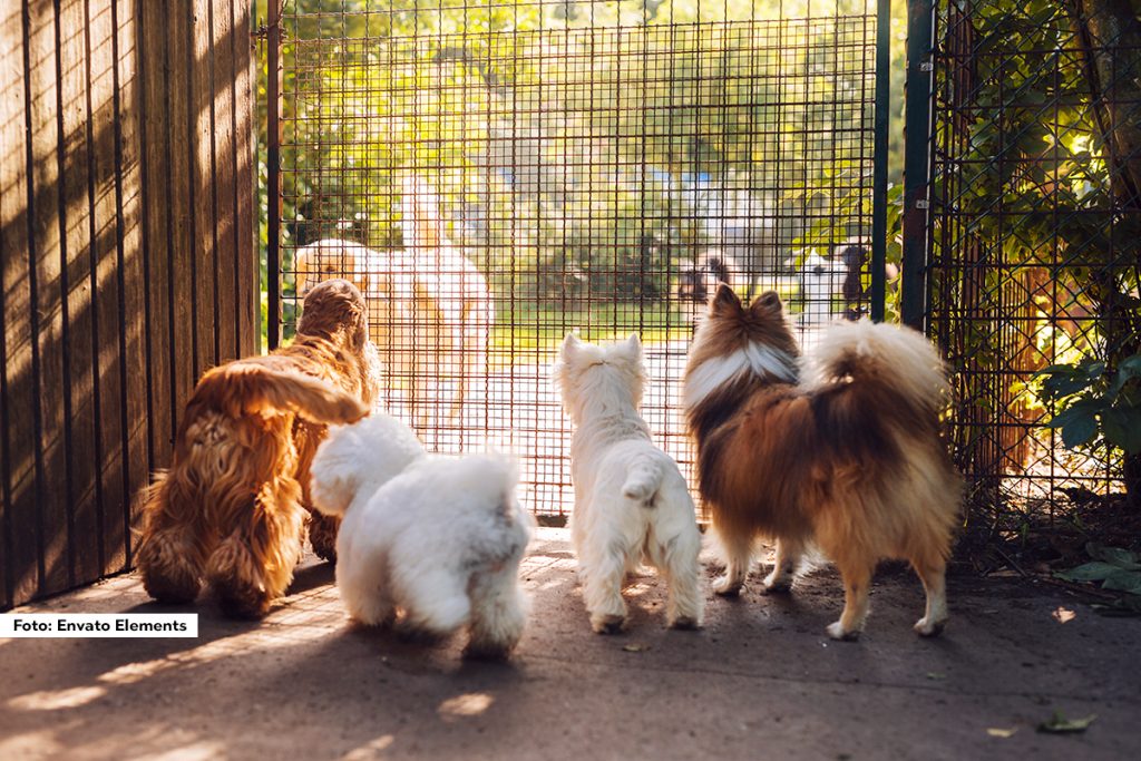 U KJP “Naš dom”, Loznica, koje je zaduženo za brigu o prihvatilištu za životinje na Jarcanu trenutno je udomljeno 169 pasa, a ističu da je kapacitet ovog objekta oko dve stotine pasa.
