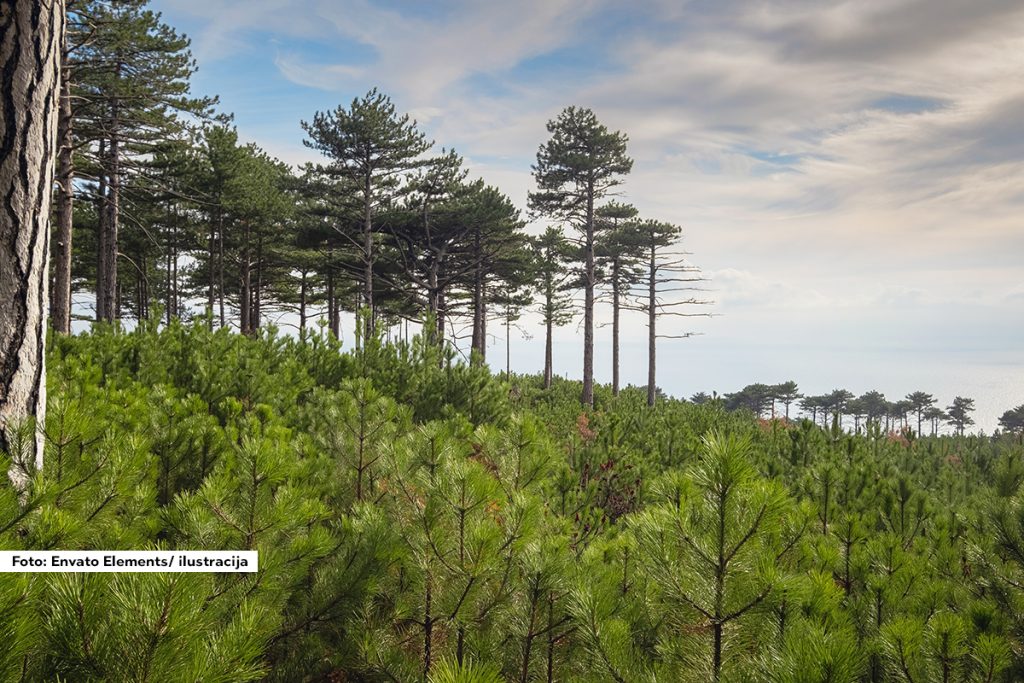 Poznata srpska planina nosi ime Zlatibor, ali činjenica je da samo četiri primerka zlatnog bora sada postoji u Srbiji. Da bi ova retka vrsta četinara opstala i preživela krizu na Zlatiboru, u nedelju 13. i ponedeljak 14. aprila održava se ekološka akcija n”Povratak zlatnog bora na Zlatibor”, koju organizuje Udruženje “Discover Serbia”, uz podršku Delegacije Evropske unije u Srbiji, Šumarskog fakulteta i drugih partnera.