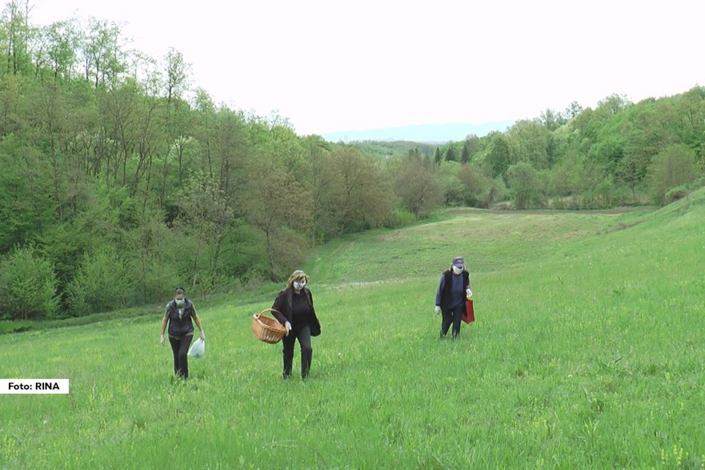 Ako na planini ostetite miris belog luka budite sigurni da se u blizini nalazi sremuš, moćna samonikla biljka koja posle duge zime obnavlja telo i čisti organizam od glave do pete. Nadaleko je poznat i kao medveđi luk, jer krepi i ove krupne životinje.