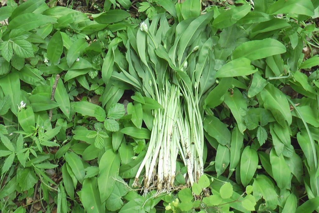 branje sremusa Rivera info RINA 02