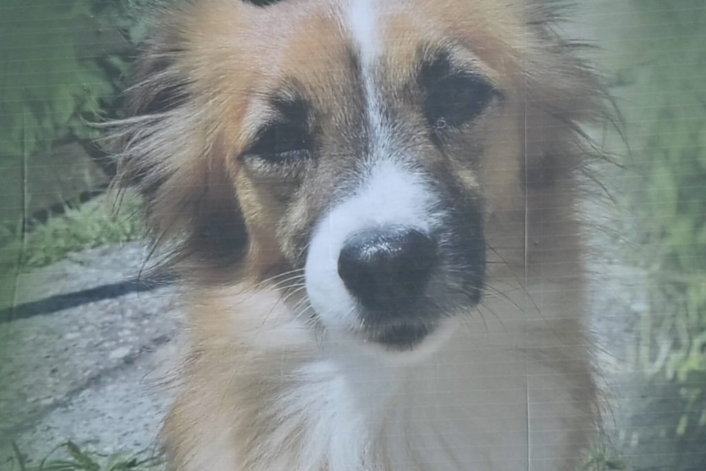 trazi se Lola Rina Rivera info 03