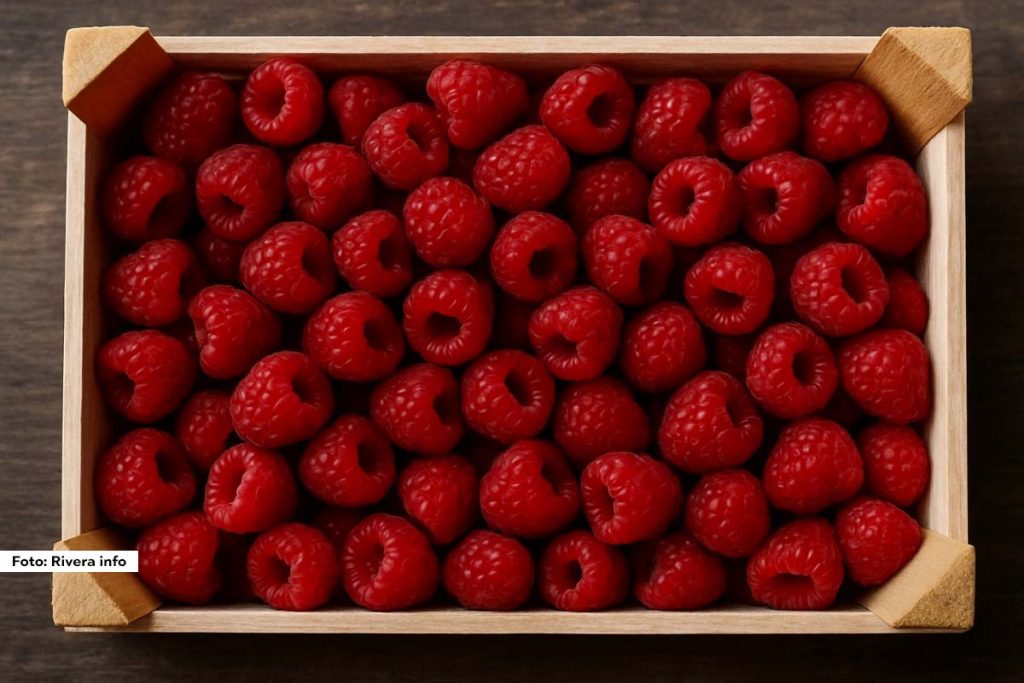 ČAČAK – Iako je berba malina na pragu, ovogodišnju sezonu više od otkupne cene obeležava zabrinutost zbog smanjenog roda. Rani prolećni mrazevi i nepovoljni vremenski uslovi ostavili su traga na malinjacima, posebno u ariljskom kraju, pa se procenjuje da će prinosi biti prepolovljeni.