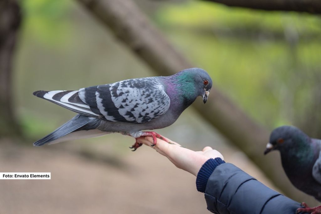 Golub koji je osam meseci bio zadržan u Indiji pod sumnjom da je, verovali ili ne, špijun, konačno je pušten na slobodu, saopštila je organizacija za zaštitu životinja PETA.