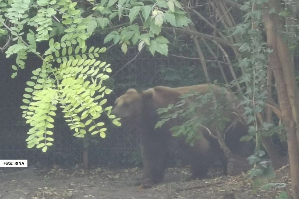 OPASNOST NA JEZERU PERUĆAC: VIĐENA MEČKA SA MLADUNCIMA