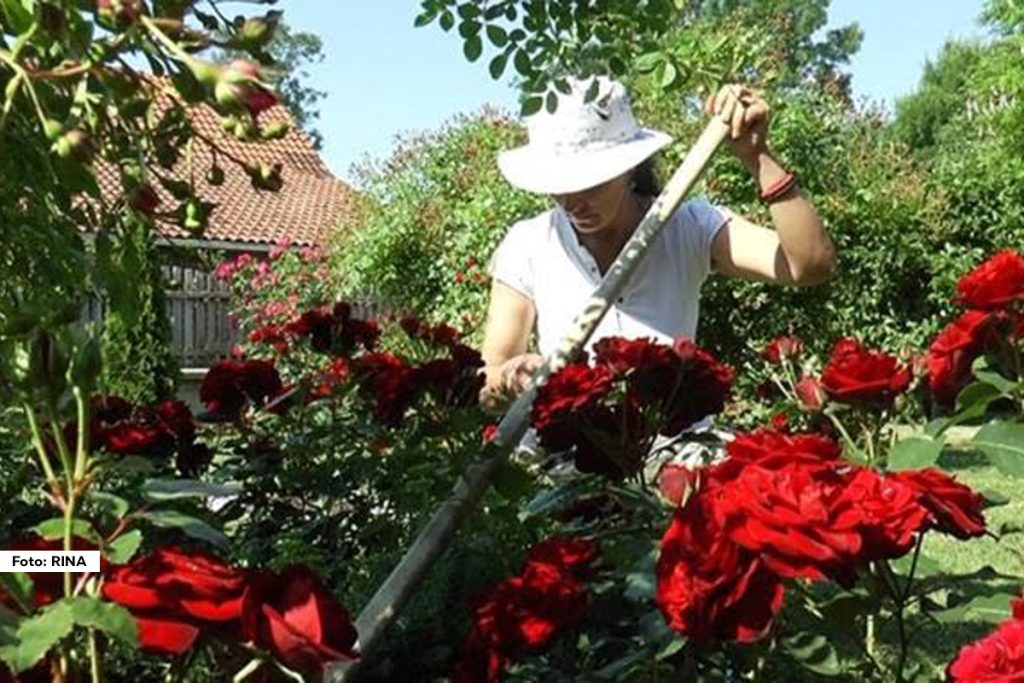 U selu Bečanj, nadomak Čačka, podno planine Vujan, prostire se jedno od najlepših dvorišta u ovom kraju. Vlasnica ovog pravog malog raja je Verica Belić, žena čije dvorište svedoči o tome koliko ljubav, znanje i posvećenost mogu da učine čuda.