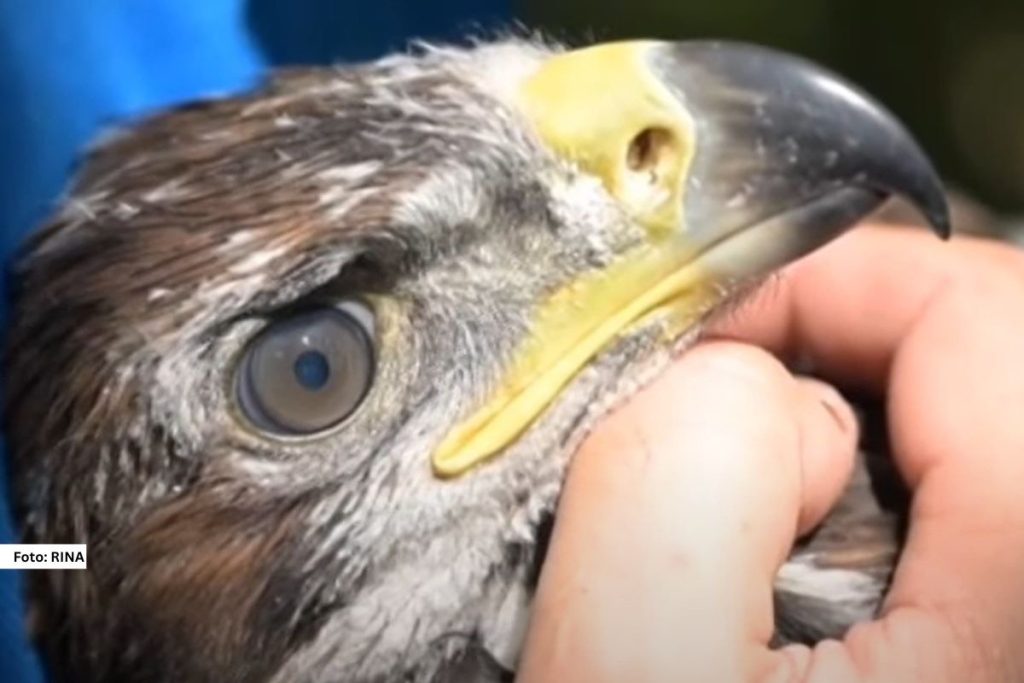 Suri orao, ugrožena vrsta sa crvene liste faune Srbije, po prvi put je stavljen pod satelitski nadzor,  mladunac ove impozantne grabljivice opremljen je specijalnim odašiljačem u okolini Prijepolja, što predstavlja istorijski iskorak u zaštiti i istraživanju ove strogo zaštićene vrste.