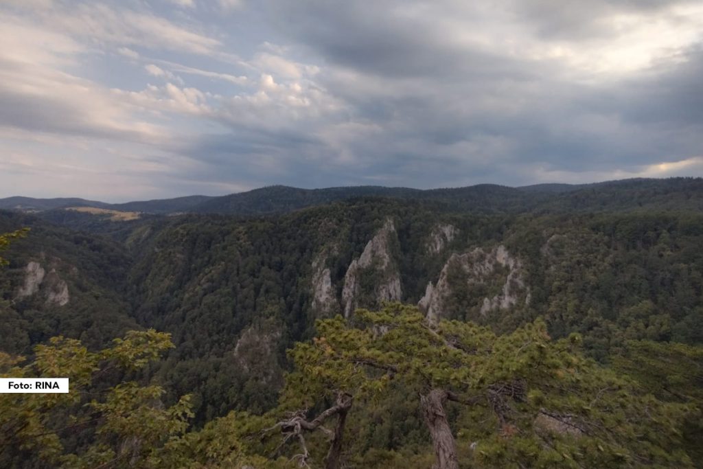 Planina Tara poznata je po svom velikom šumskom bogatstvu, a sada bi upravo zbog njega mogla da stekne svetsku slavu i nađe se na eminentnoj UNESCO listi svetske prirodne baštine.