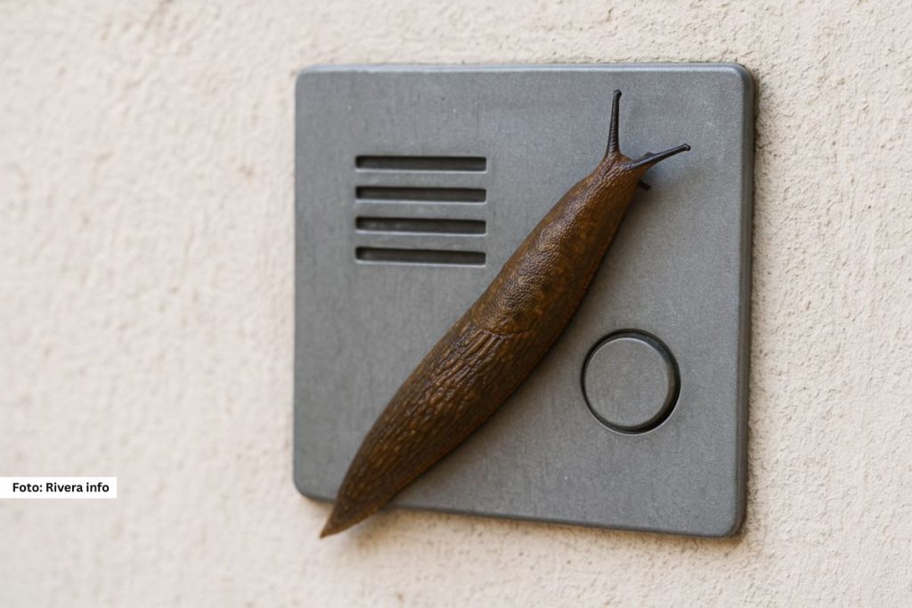 Nemačka policija u Bavarskoj imala je nesvakidašnju intervenciju kada je pozvana zbog puža golaća.