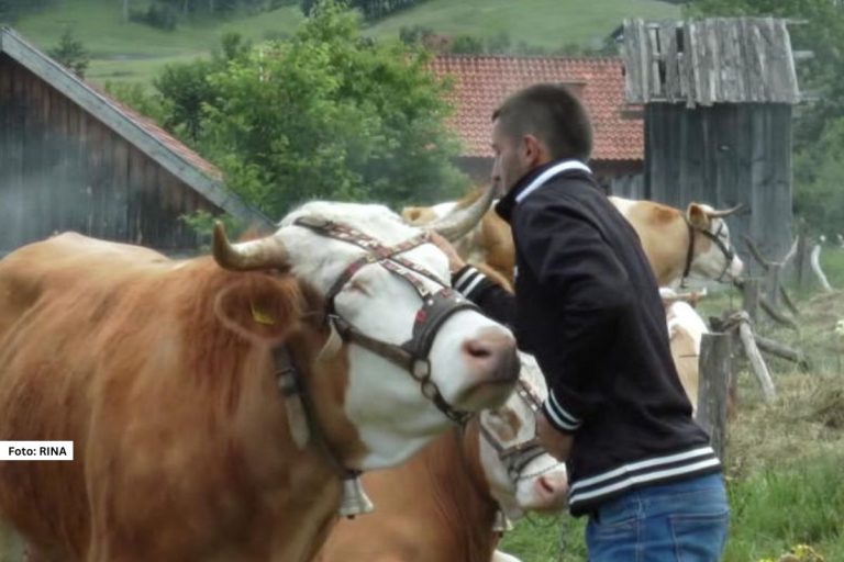 Put do kuće postaje stvarnost za sve koji odluče da se vrate u zlatiborska sela. Opština Čajetina pokrenula je akciju kojom svakom domaćinstvu koje želi da obnovi život na svojoj dedovini obezbeđuje asfaltni prilaz do imanja.