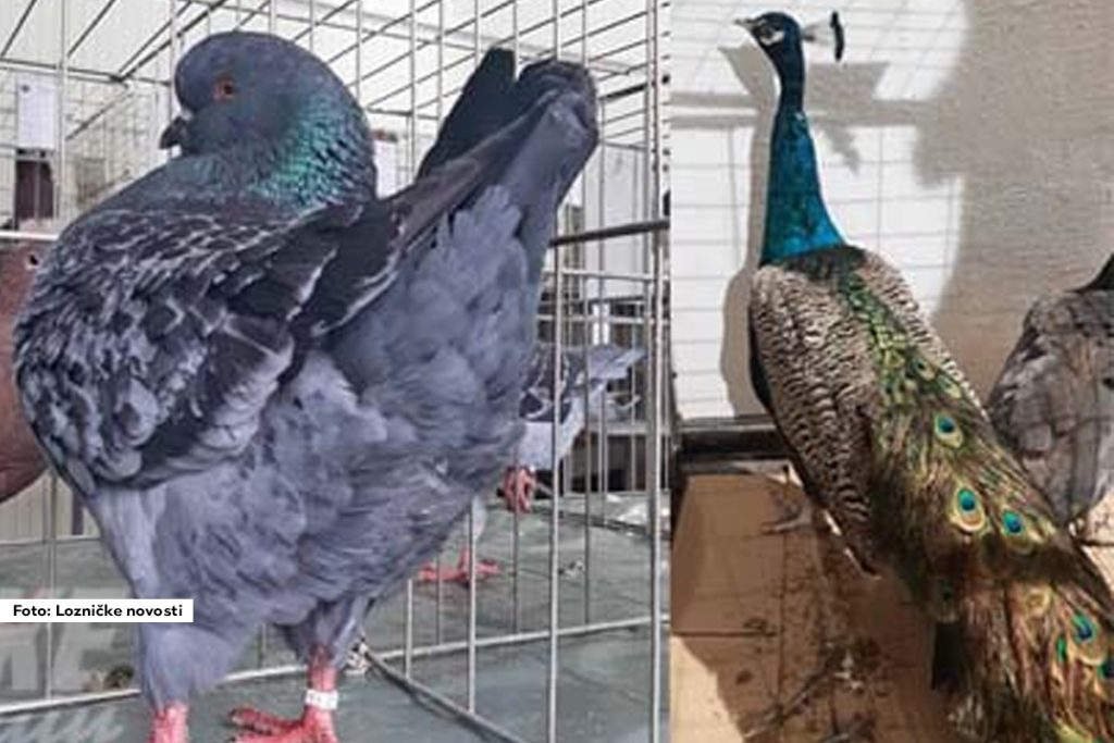 U nedelju je u Domu kulture „Aleksandar Sasa Petrović“ u Banji Koviljači održana četvrta međugradska izložba sitnih životinja, golubova, ukrasnih ptica i živine. Organizator događaja bilo je Udruženje odgajivača sitnih životinja „Gučevo“ iz Banji Koviljače i Loznice.