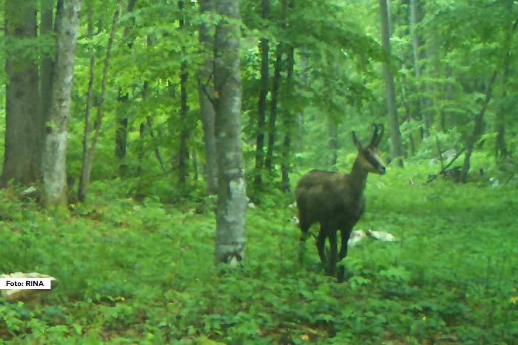 Posebno bogatstvo biodiverziteta na teritoriji Nacionalnog parka Tara su divokoze, jako retke životinje nastanjene u planinskim masivima u kanjonima Drine, Dervente, Brusnice i Rače i prema poslednjim procenama ima oko 300, a za odstrel je svake godine tokom strogo definisanih meseci namenjeno samo oko 30.