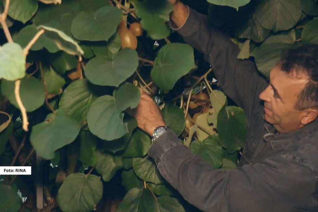 U podnožju planine Tare, poznatom po malinama i šljivama, danas uspeva kivi. U Bajinoj Bašti Milan Nikolić svake godine ubere više od stotinu kilograma ovog tropskog voća, što pokazuje koliko su klimatske promene uticale na prirodu i poljoprivredu u zapadnoj Srbiji.