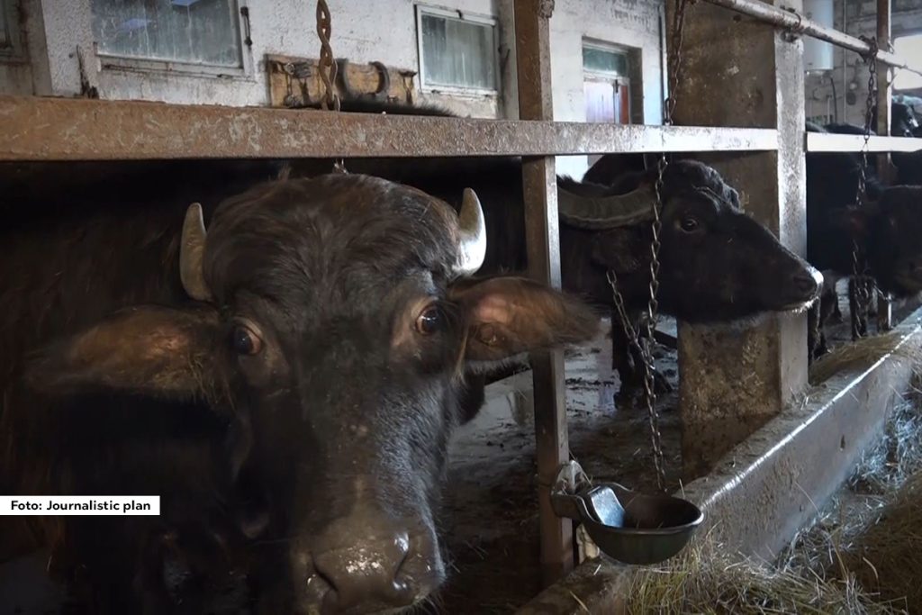 U selu Požega, u novopazarskom kraju, i danas se mogu sresti životinje koje su vekovima bile prisutne. Bivolica je goveče koje se pretežno gaji u ovom kraju. Ta drevna rasa, koja je na Balkan stigla još u srednjem veku, u Novom Pazaru ima svoje poslednje utočište.