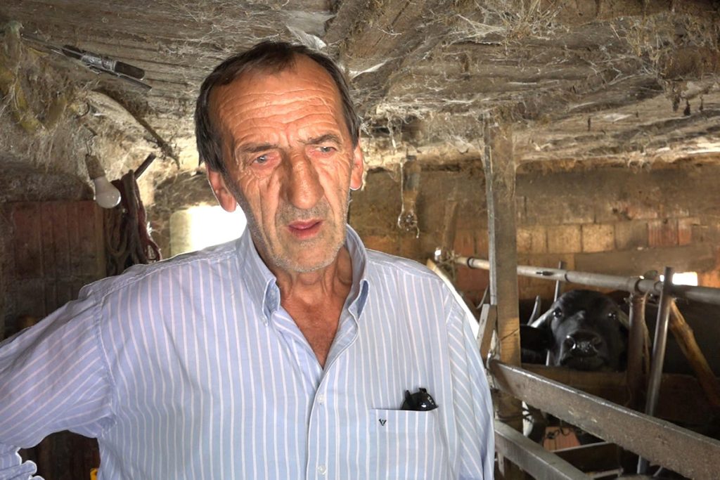 najvise bivolica u novopazarskom selu pozega 03