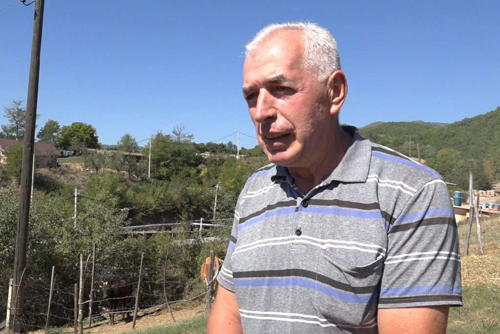 najvise bivolica u novopazarskom selu pozega 04