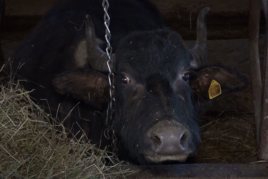 najvise bivolica u novopazarskom selu pozega 05