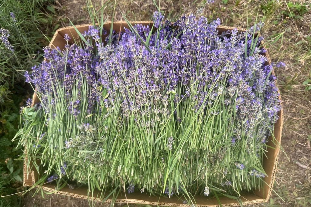 lavanda