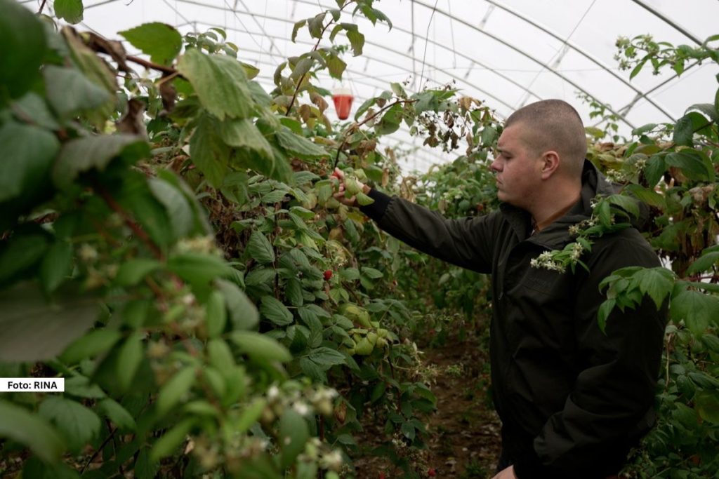 Arilje – U ariljskim malinjacima ove godine neka nova moda, crveno zlato u plastenicima bere se u kasnu jesen i to je novi način da voćari izvuku maksimum od plodova kojih je zbog klimatskih promena i starosti sadnog materijala sve manje. Cena ove kasne sorte u maloprodaji dostiže čak i 2.000 do 2.500 dinara po kilogramu, dok otkupna cena varira tokom sezone.