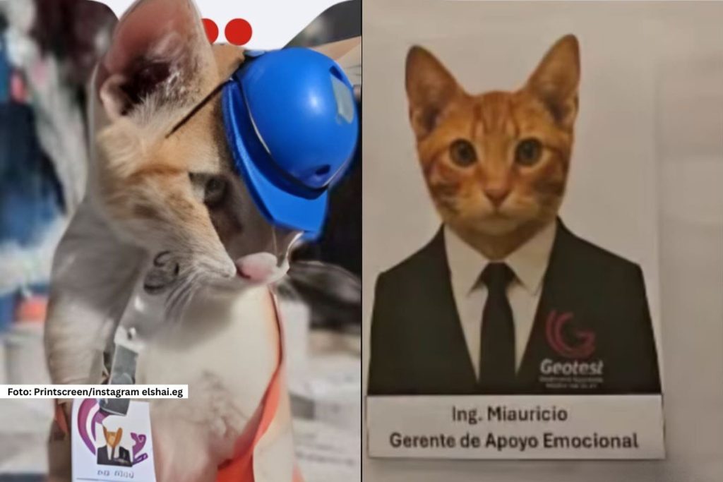 Jedna neobična, ali izuzetno simpatična priča stiže iz Meksika, gde je narandžasti mačak po imenu Mjaurisio postao pravi hit i to kao „zaposleni“ u jednoj inženjerskoj firmi.