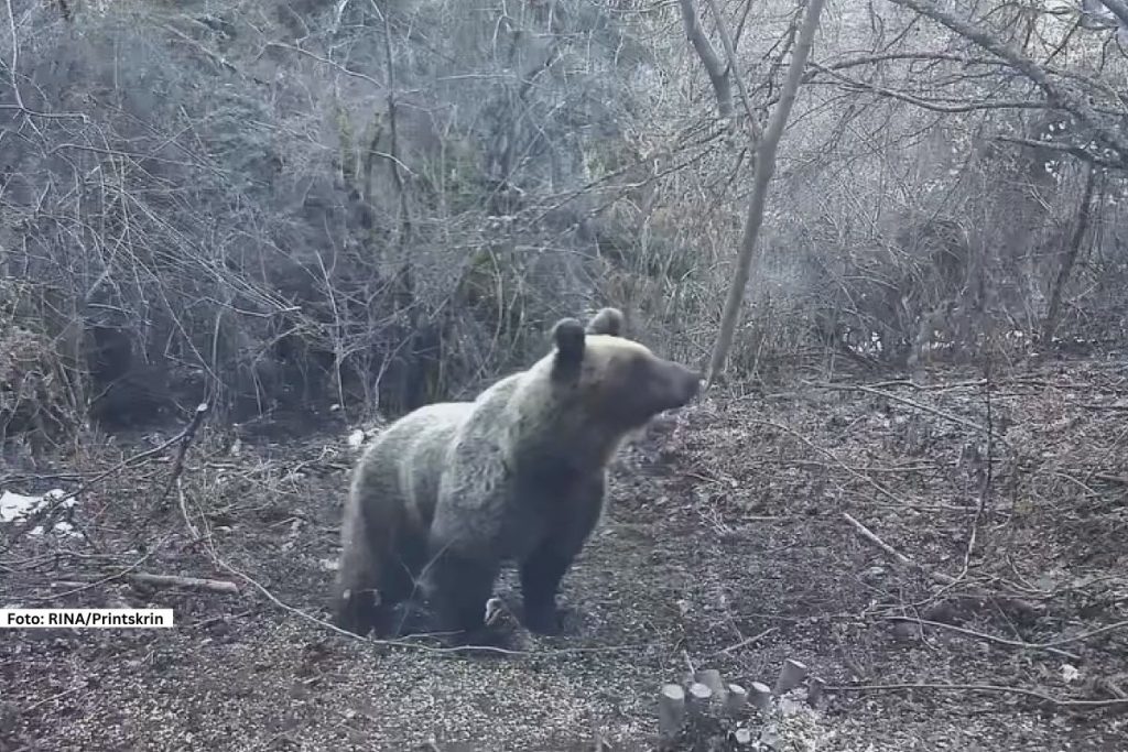 Bajina Bašta - Da je proleće na samom pragu osim prijatnih temperatura pokazuju i medvedi koji su se probudili iz zimskog sna. Na hranilištu u selu Zaovine na Tari danas je zabležen lep prizor.