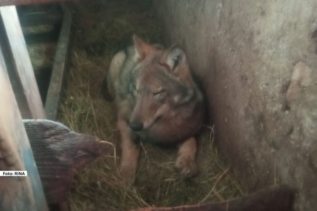 Neverovatan prizor zabeležen je na farmi krava na Žabljaku u mestu Tmajevci, kada su zaposleni u ćošku štale primetili mladog vuka.