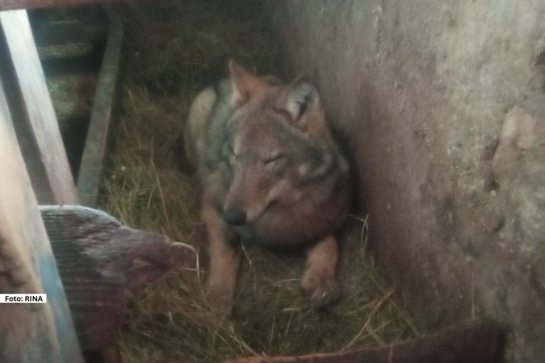 Neverovatan prizor zabeležen je na farmi krava na Žabljaku u mestu Tmajevci, kada su zaposleni u ćošku štale primetili mladog vuka.