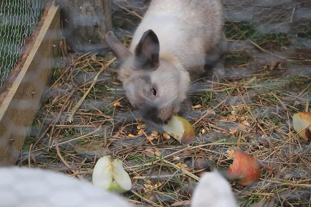 ranc volujac uzice fotorina 4