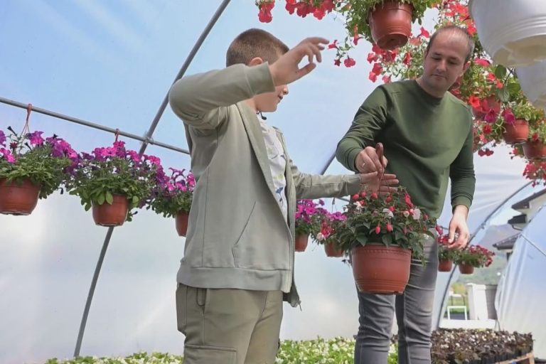 Tabaševići i Jusovići bave se proizvodnjom cveća - može da se zaradi 