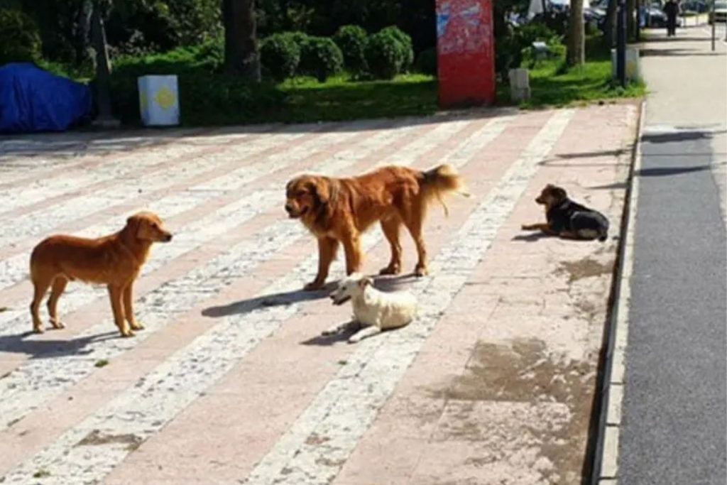 Psi lutalice svake godine oštete budžete loklanih samouprava za ne tako malo novčane iznose.