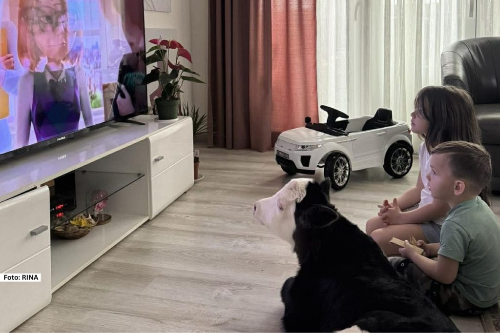 Prelepa slika u ove hladne martovske dane, stiže nam iz toplog doma Garovića iz rožajskog sela Bašča. Tamaru smo upoznali kao vrednu ženu, majku sedmoro dece koja ima vremena i uz dobru organizaciju stiže sve. Pa tako ova heriona nije slučaju prepustila tek rođeno telence koje se rodilo na njihovom imanju i sada je miljenik čitave porodice.