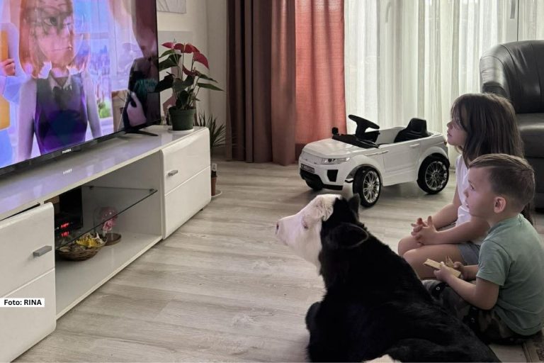 Prelepa slika u ove hladne martovske dane, stiže nam iz toplog doma Garovića iz rožajskog sela Bašča. Tamaru smo upoznali kao vrednu ženu, majku sedmoro dece koja ima vremena i uz dobru organizaciju stiže sve. Pa tako ova heriona nije slučaju prepustila tek rođeno telence koje se rodilo na njihovom imanju i sada je miljenik čitave porodice.