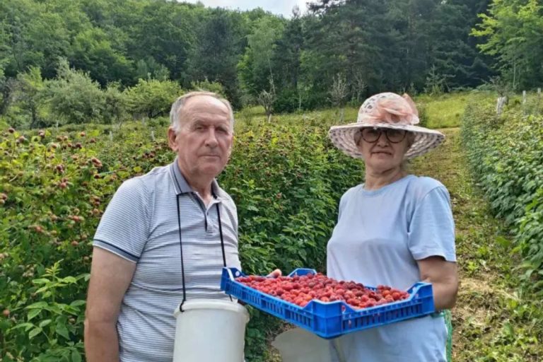 Počela je ovogodišnja berba maline a Gojko i Nevenka Vukašinović ovim poslom bave se više od jedne decenije