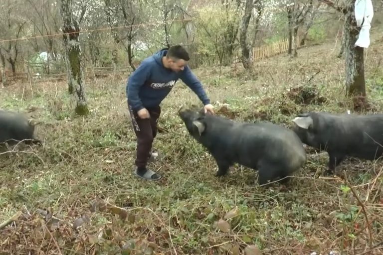 Bajina Bašta - Dok mnogi mladi nakon završene škole i prvog zaposlenja odlaze iz sela u potrazi za sigurnijom budućnošću, Vučić Vučićević Vule odlučio je drugačije. 