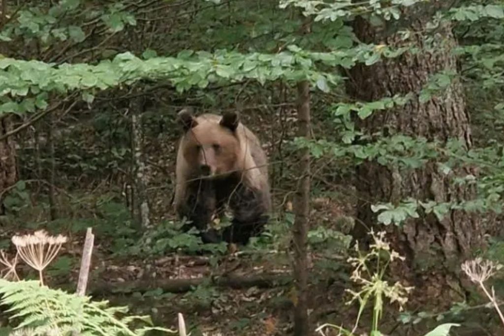 Bajina Bašta - Prava drama odigrala se na Mitrovcu, kada je medved potrčao prema ulazu u edukativni park „Sovina učionica“, u kojem se u tom trenutku nalazilo šestoro ljudi.