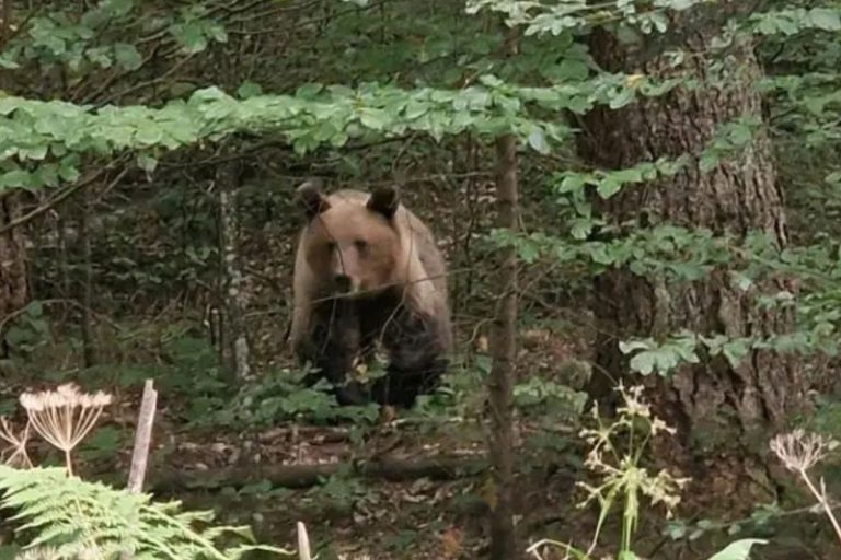 Bajina Bašta - Prava drama odigrala se na Mitrovcu, kada je medved potrčao prema ulazu u edukativni park „Sovina učionica“, u kojem se u tom trenutku nalazilo šestoro ljudi.